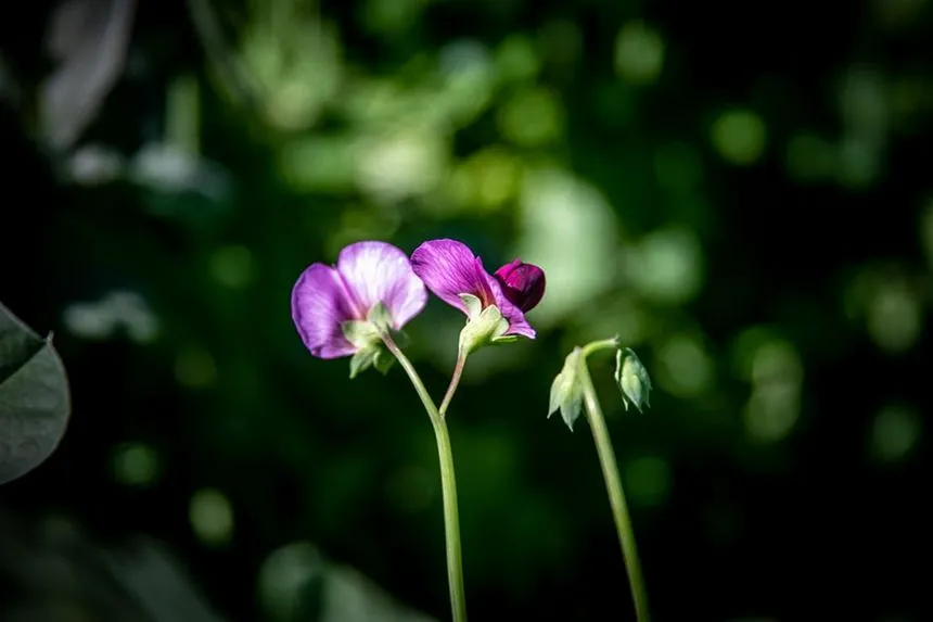 Sweet Peas