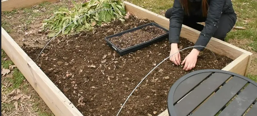 Transplanting the Ranunculus outdoors