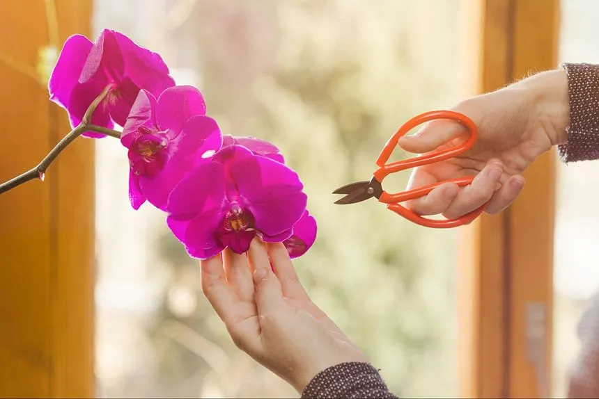 Trimming bulky flowers to make pressing easier.