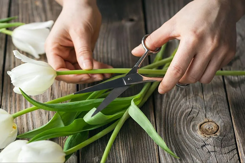 Trimming the stems of flowers with a pair of small scissors.