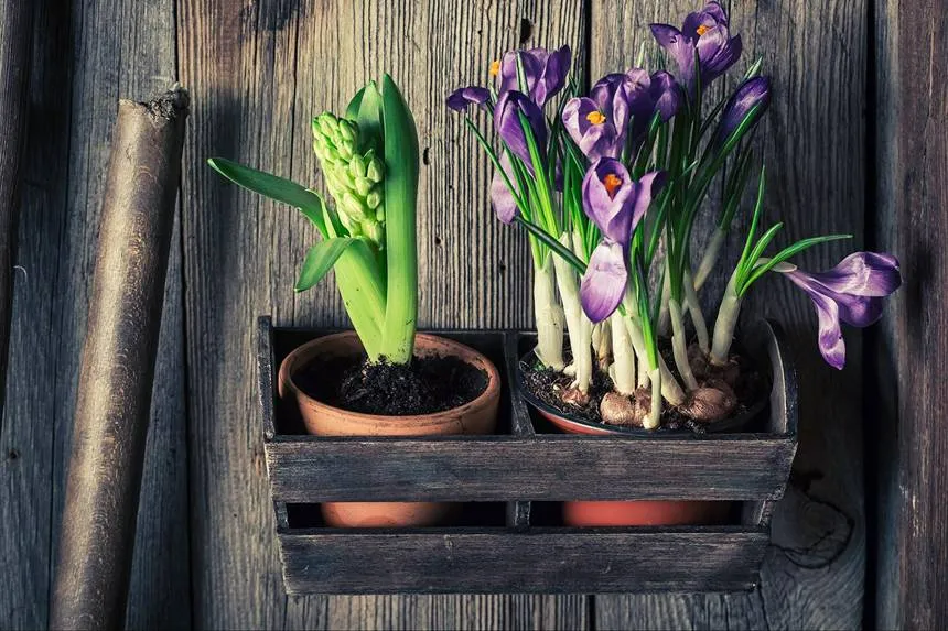 Tulip bulbs in a sunny spot