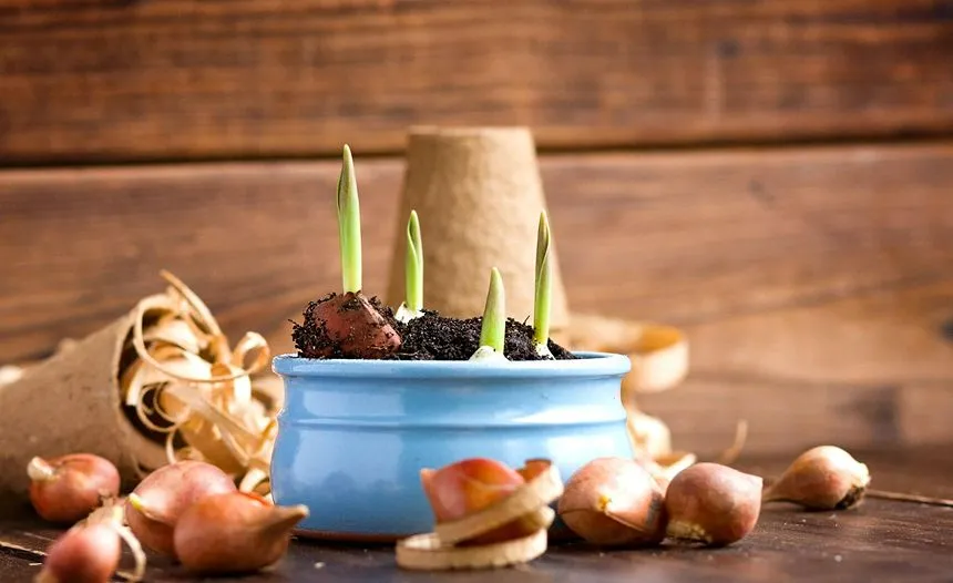 Tulip bulbs planted in a pot