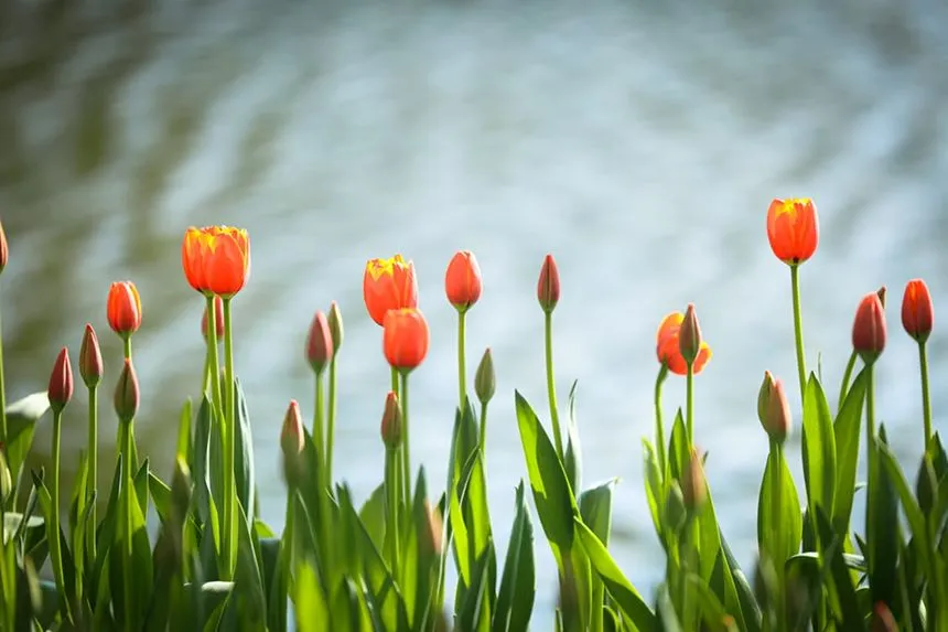 Tulips