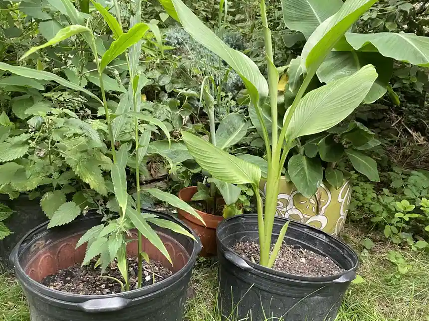 Turmeric plant in pots