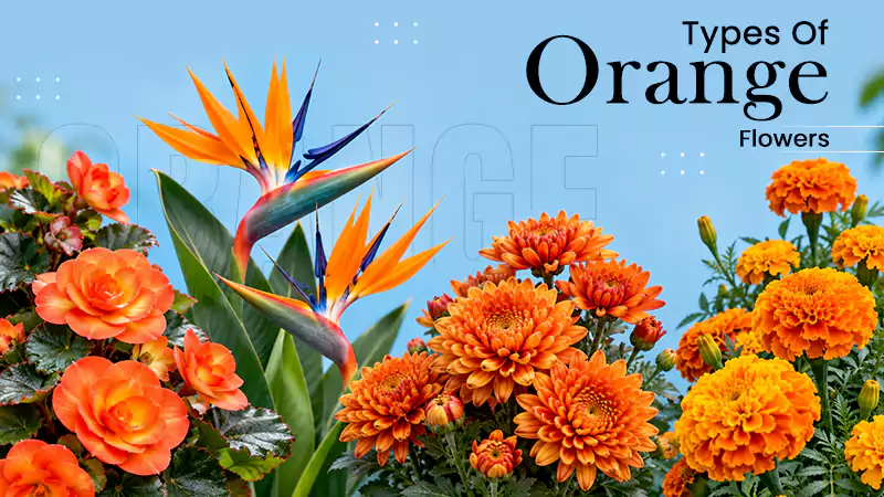 Types Of Orange Flowers