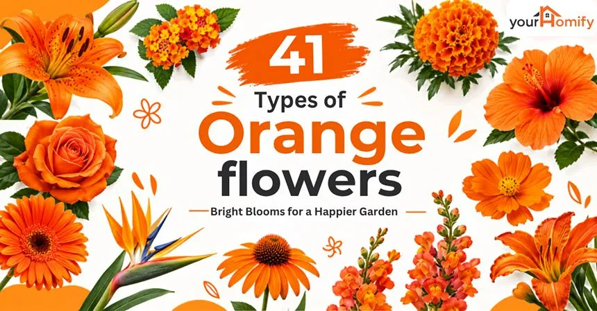 Types Of Orange Flowers