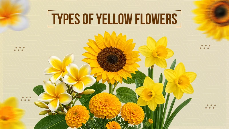 Types of Yellow Flowers