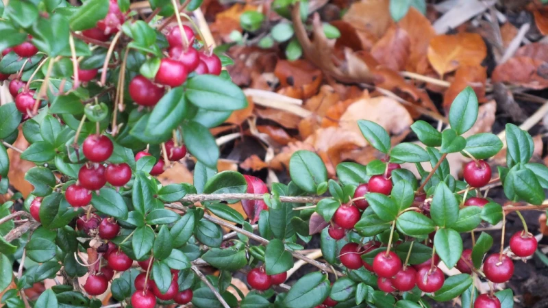 Ugni berries growing on plant
