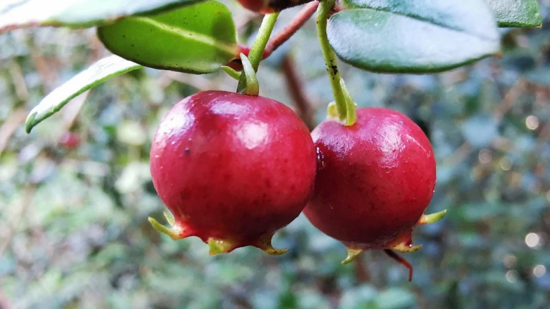Ugni fruit with green leaves