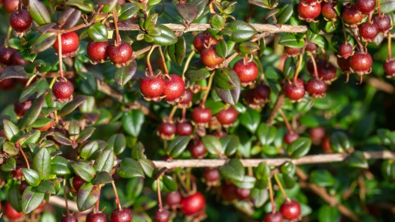 Ugni plant with green leaves