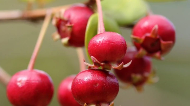 Ugni plant with fresh foliage