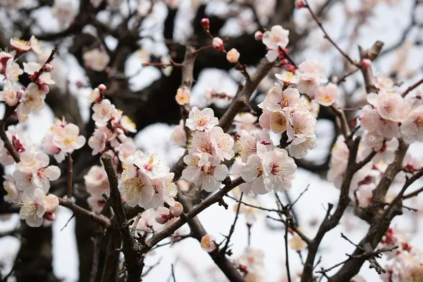 Ume