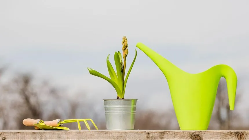 Water the bulbs every week to promote active growth