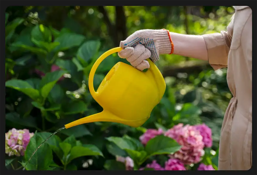 Watering Magnolia