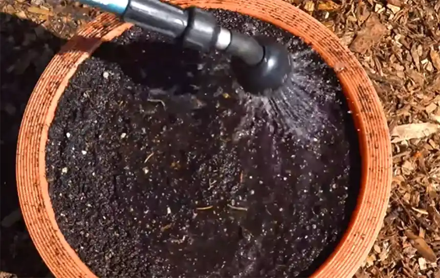 Watering dahlia tuber soil