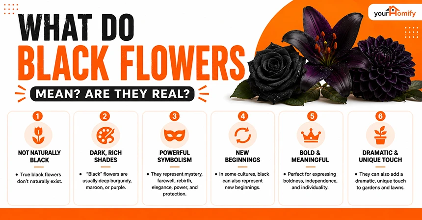 What do Black Flowers Mean Are They Real