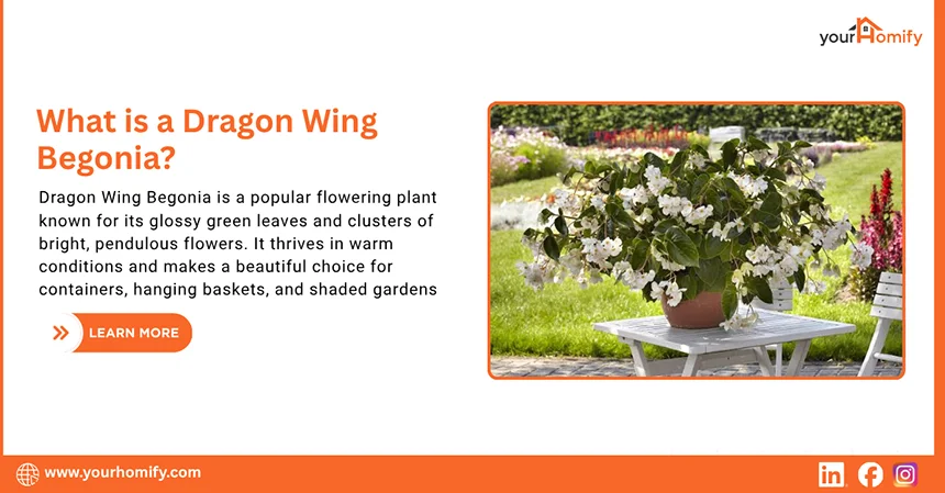 What is a Dragon Wing Begonia
