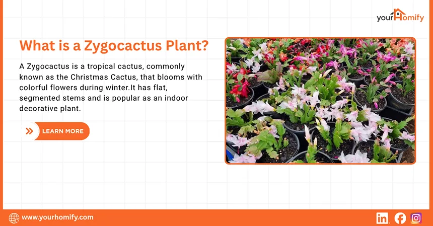 What is a Zygocactus Plant