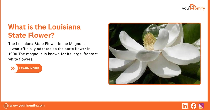 What is the Louisiana State Flower