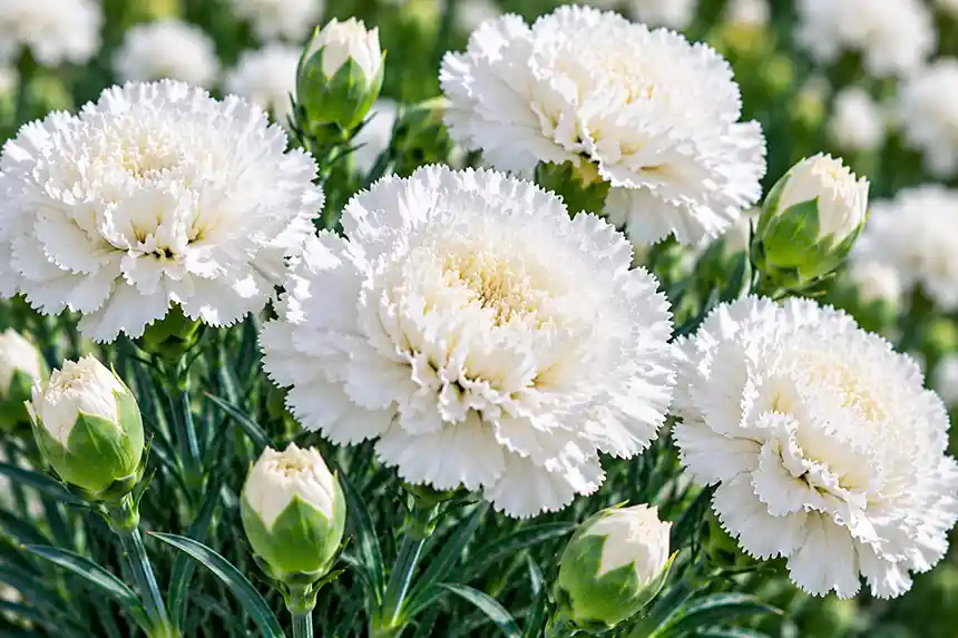White carnation
