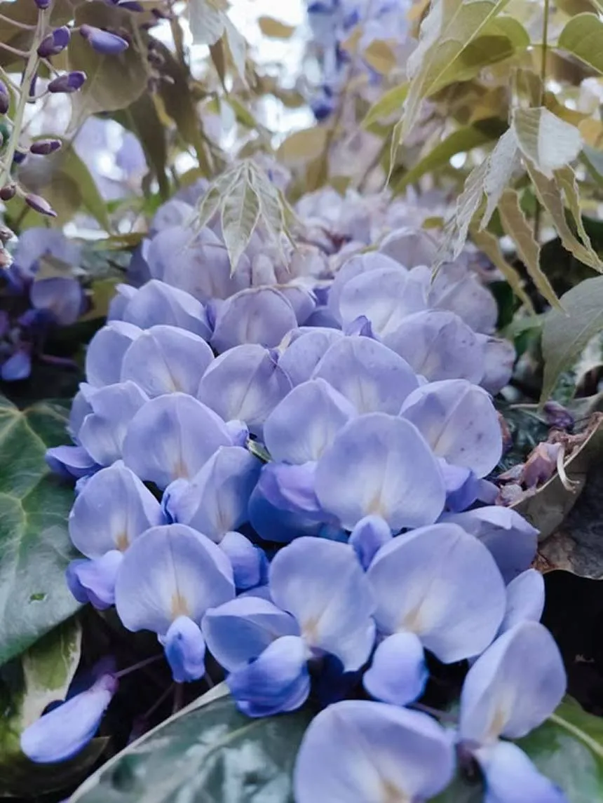 Wisteria
