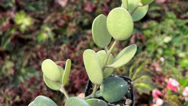 Xerosicyos danguyi succulent plant with round fleshy green leaves
