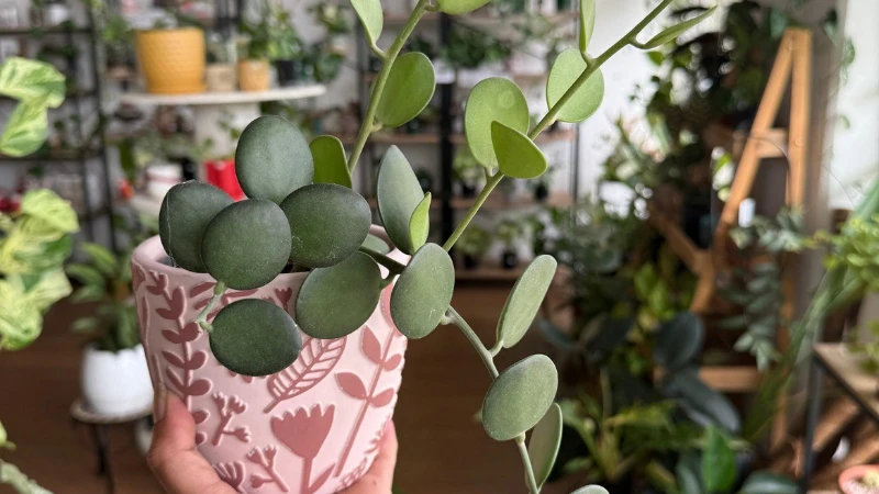 Green foliage of Xerosicyos danguyi succulent vine