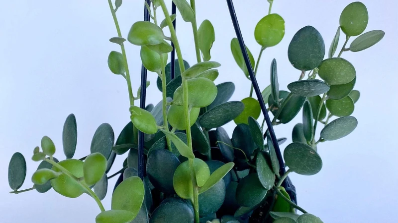 Round fleshy leaves of Xerosicyos danguyi plant