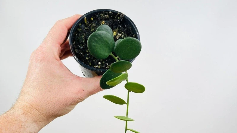Xerosicyos danguyi succulent vine with round green leaves