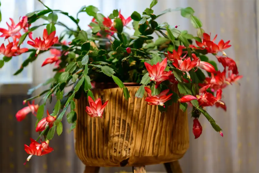 Zygocactus Plant