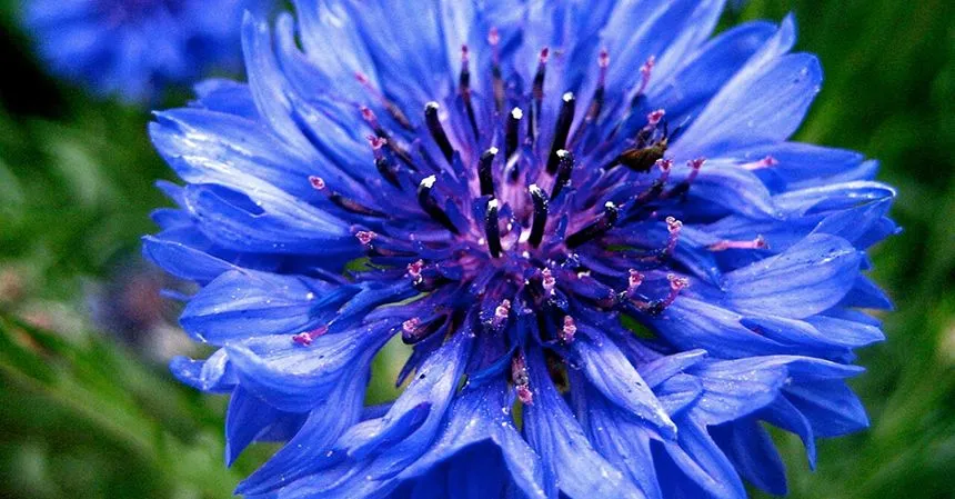 blue flowers
