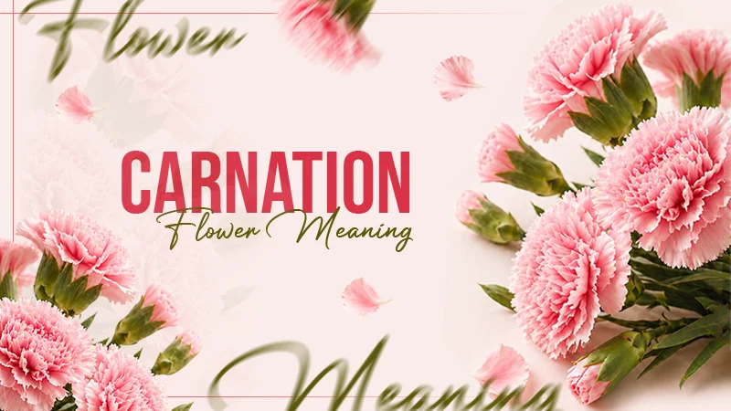 Carnation Flower Meaning & Symbolism: What Each Color Means