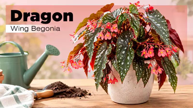 How to Grow and Care for Dragon Wing Begonia (Beginner’s Guide)