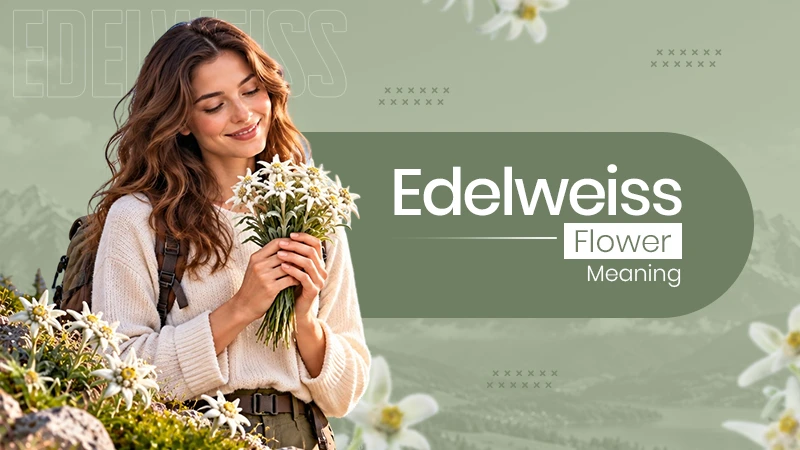 edelweiss-meaning