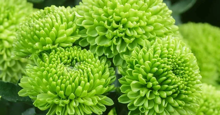 green flowers