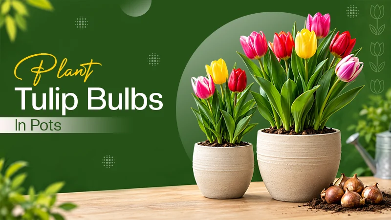 How to Plant Tulip Bulbs in Pots: A Complete Beginner’s Guide