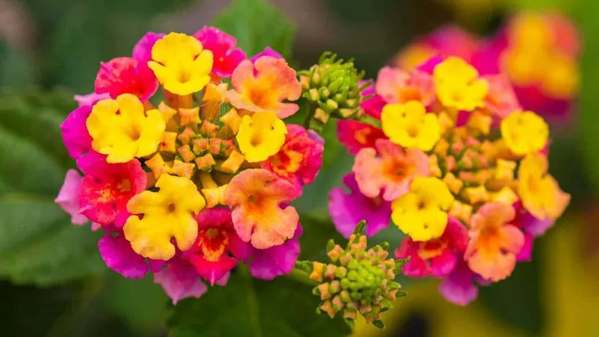 multicolor flowers