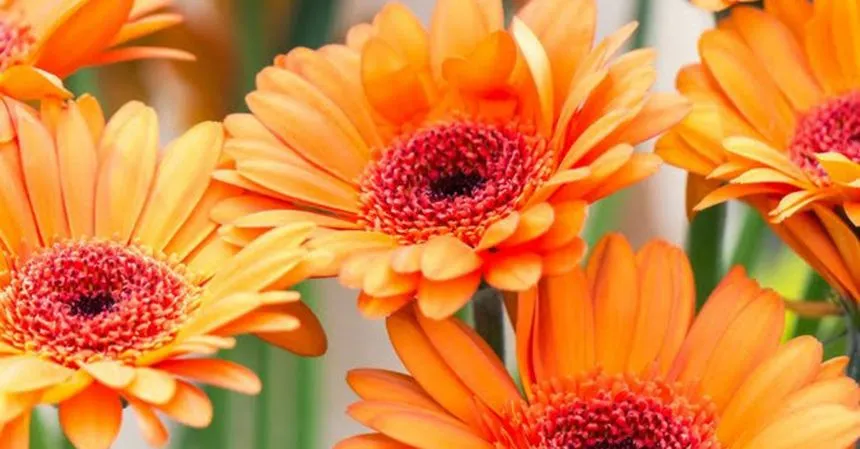 orange flowers
