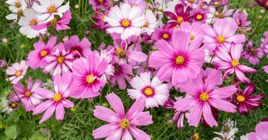 pink flowers