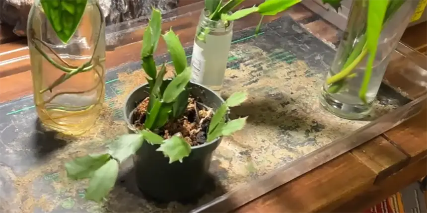 plant in bright indirect sunlight