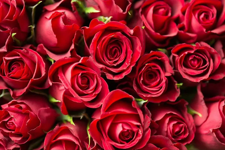 romantic flowers