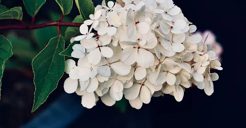 white flowers