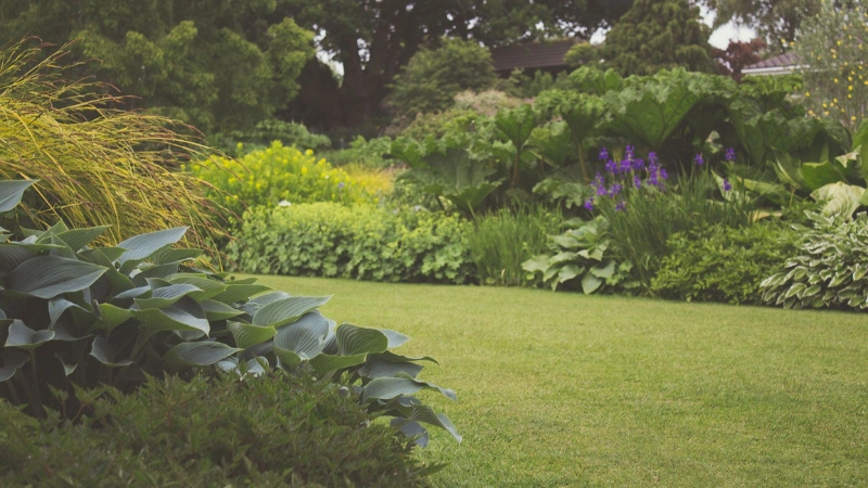 Backyard yard garden with green plants