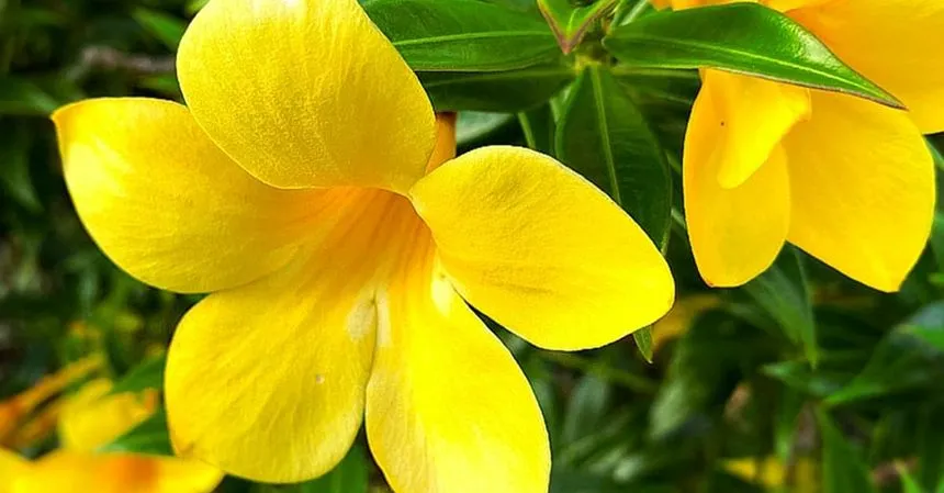 yellow flowers