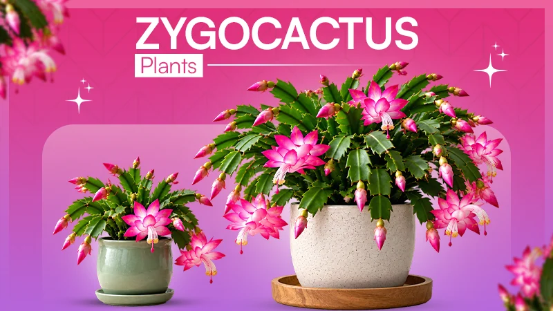 Zygocactus Plants: The Complete Guide to Growing, Care & Common Problems