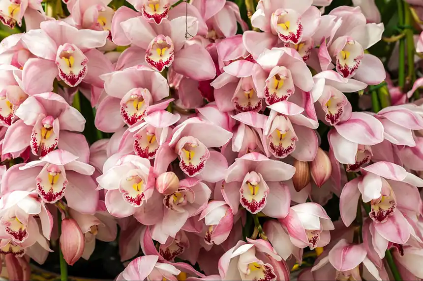 A bunch of pink orchids in a garden