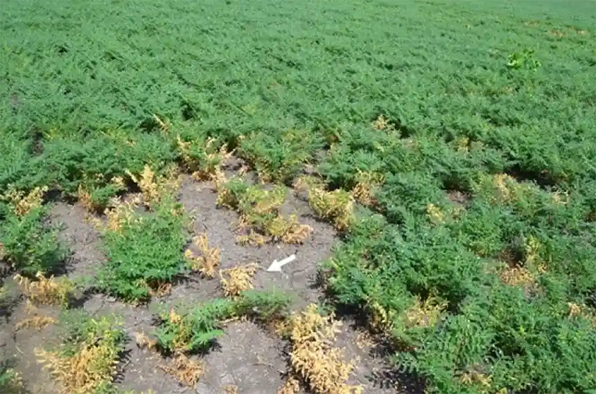 A patch of crop affected by dry root rot