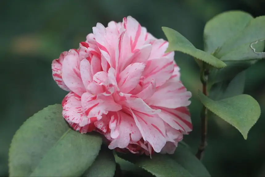 A pink camellia