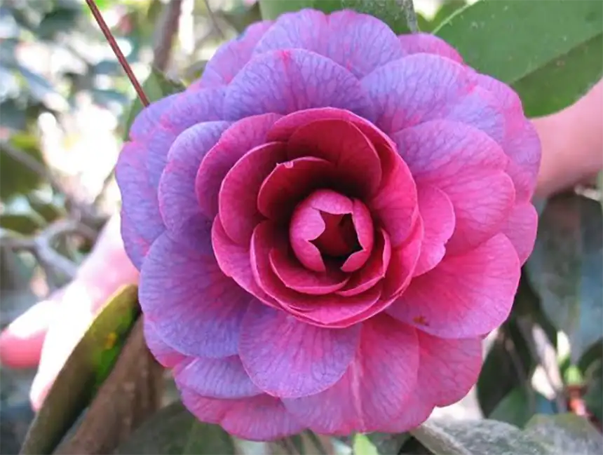 A purple camellia