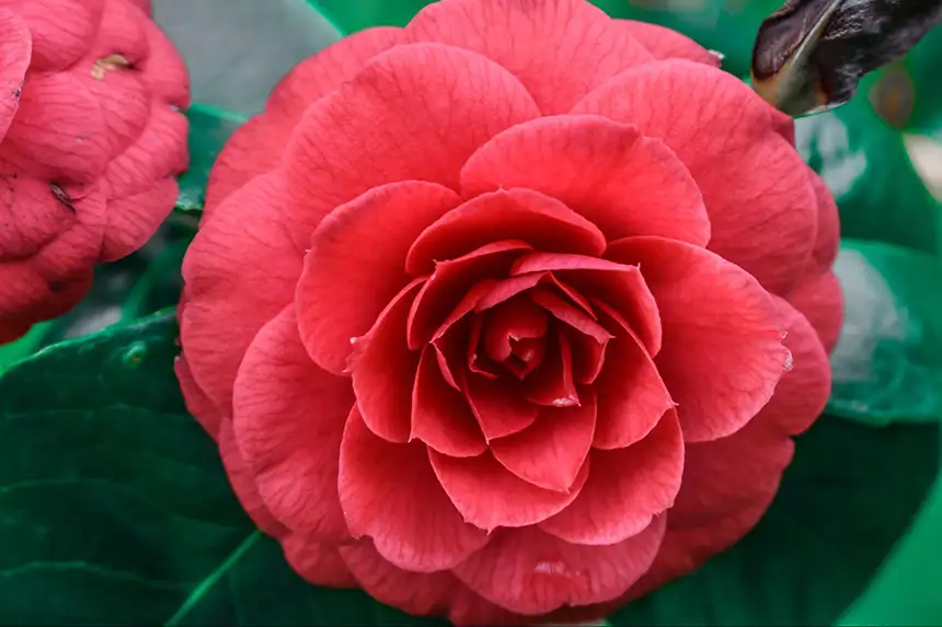 A red camellia